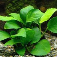 Анубиас карликовый Бартера / Anubias barteri var. nana