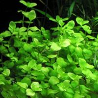Бакопа австралийская / Bacopa australis