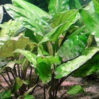 Криптокорина понтедериеволистная / Cryptocoryne pontederiifolia