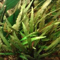 Криптокорина Виллиса (волнистая) / Cryptocoryne undulata (willisii)
