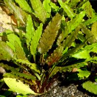 Криптокорина Вендта / Cryptocoryne wendtii