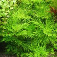 Гигрофила Синнема (разнородная) / Hygrophila difformis