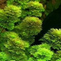 Амбулия карликовая / Limnophila sessiliflora