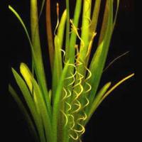 Валлиснерия Гигантская / Vallisneria Gigantea
