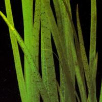 Валлиснерия Красная (Тигровая) / Vallisneria Red 