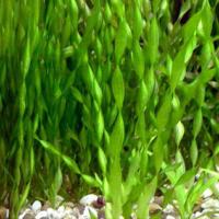 Валлиснерия спиральная / Vallisneria spiralis