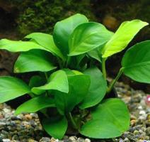 Анубиас карликовый Бартера / Anubias barteri var. nana