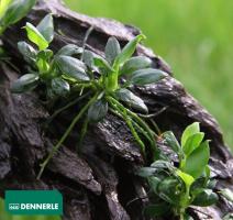 Анубиас карликовый Панголин / Anubias nana `Pangolino`