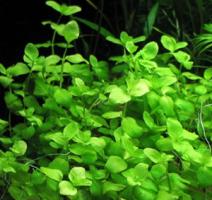 Бакопа австралийская / Bacopa australis