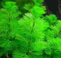 Кабомба обыкновенная / Cabomba aquatica
