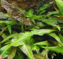 Криптокорина родственная (Аффинис) / Cryptocoryne affinis