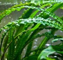 Криптокорина апоногентонолистная / Cryptocoryne aponogetifolia