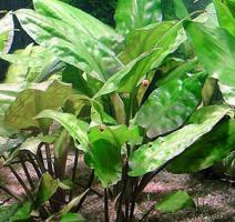 Криптокорина понтедериеволистная / Cryptocoryne pontederiifolia
