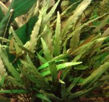 Криптокорина Виллиса (волнистая) / Cryptocoryne undulata (willisii)