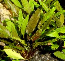 Криптокорина Вендта / Cryptocoryne wendtii