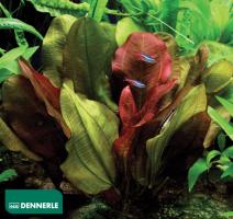 Эхинодорус Малый медведь / Echinodorus Small Bear