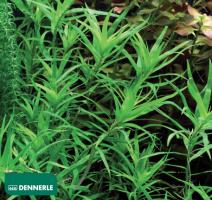 Гетерантера остролистная / Heteranthera zosterifolia