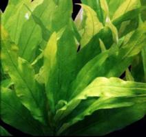 Гигрофила Лимонник (щитковидная) / Hygrophila corymbosa