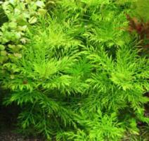 Гигрофила Синнема (разнородная) / Hygrophila difformis