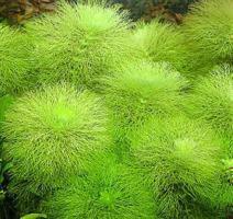 Лимнофила водная (Амбулия водная) / Limnophila aquatica