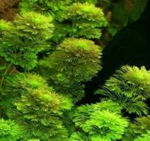 Амбулия карликовая / Limnophila sessiliflora