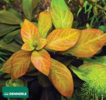 Людвигия Темно-оранжевая / Ludwigia spec. Dark Orange