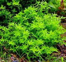 Микрантемум малоцветковый / Micranthemum Micranthemoides