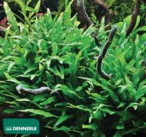 Микросорум крыловидный Миниатюрный / Microsorum pteropus Petite