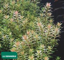 Ротала круглолистная / Rotala roundifolia