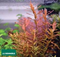 Ротала Апельсиновый сок / Rotala rotundifolia Orange Juice
