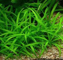Сагиттария шиловидная (Стрелолист шиловидный) / Sagittaria subulata