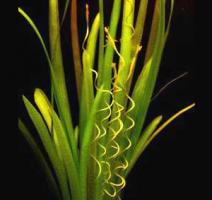 Валлиснерия Гигантская / Vallisneria Gigantea