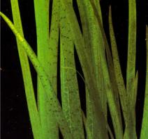 Валлиснерия Красная (Тигровая) / Vallisneria Red 
