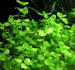Бакопа австралийская / Bacopa australis