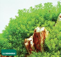 Хемиантус гломератус / Hemianthus glomeratus