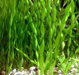 Валлиснерия спиральная / Vallisneria spiralis