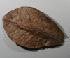 Catappa Leaves