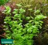 Бакопа австралийская / Bacopa australis