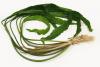 Криптокорина апоногентонолистная / Cryptocoryne aponogetifolia