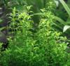 Хемиантус гломератус / Hemianthus glomeratus
