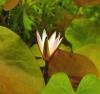 Нимфея Рудге / Nymphaea rudgeana