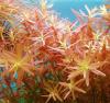 Ротала круглолистная / Rotala roundifolia