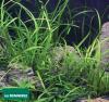 Сагиттария шиловидная (Стрелолист шиловидный) / Sagittaria subulata